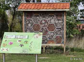 Veurne op weg als 'bijenvriendelijke gemeente' met project Bijenhal - KW.be