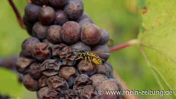 „Woche der Artenvielfalt“ blickt auf die Mosel - Kreis Cochem-Zell - Rhein-Zeitung
