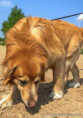 Jagdpächter appellieren an Hundehalter - Lahr - Badische Zeitung