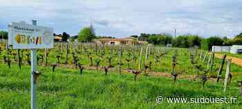 Cavignac : bilan positif au domaine agricole Yves-Courpon - Sud Ouest