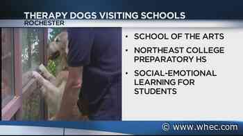 RCSD brings in therapy dogs