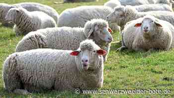 Zoff um neuen Schafstall: Standortalternative zu Gechinger Riedhalden gesucht