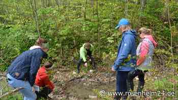 Tödlicher Pilz: Wie Naturschutzverbände den Feuersalamander schützen wollen