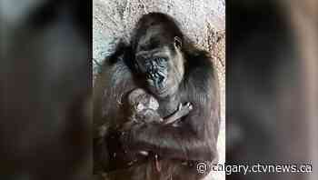 Calgary Zoo's baby gorilla is a girl | CTV News - CTV News Calgary