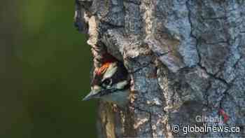 How you can take part in the Calgary City Nature Challenge - Global News