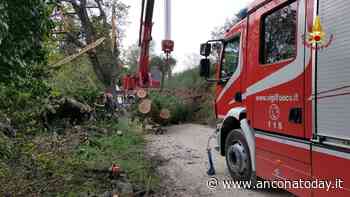 Allarme in strada: la grossa quercia cade e blocca le auto - AnconaToday