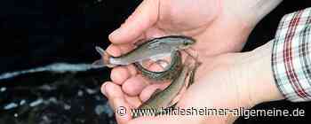 Tausende neue Fische für Flüsse im Kreis Hildesheim – und Angst vor dem Kormoran - www.hildesheimer-allgemeine.de