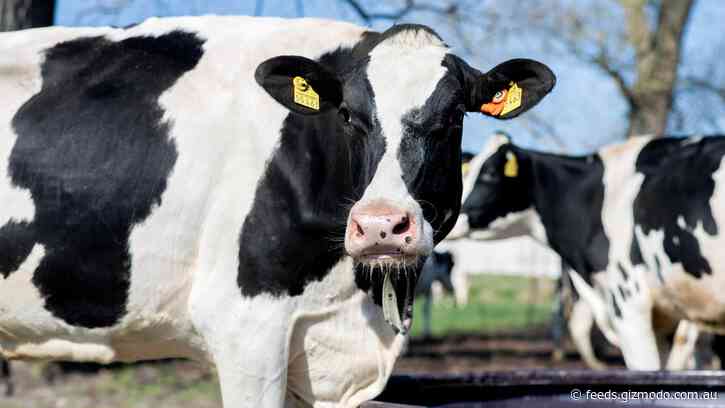 Dairy Giant Decries Vegan ‘Cancel Culture,’ Says Gen Z Is ‘Ashamed to Order Dairy in Public’