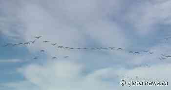 H5N1 strain considered the worst avian flu to hit Saskatchewan since 2015 - Global News