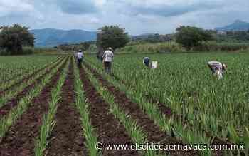 80 programas de apoyo al campo fueron cancelados - El Sol de Cuernavaca