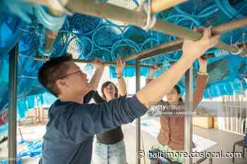 American Visionary Art Museum’s Kinetic Sculpture Race Returns To Baltimore - CBS Baltimore