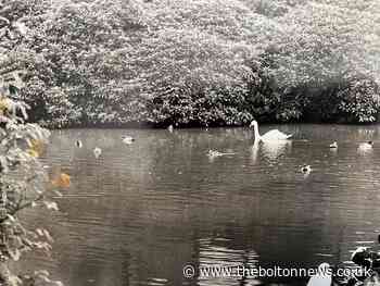 Can you recognise where this swan was enjoying a relaxing swim in a Bolton park?
