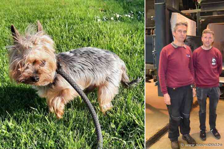 Hoe vindingrijke dierenambulancier Erwin verloren gelopen hondje kon herenigen met gevlucht Oekraïens gezin: “Dat beestje heeft inmiddels heel wat meegemaakt”