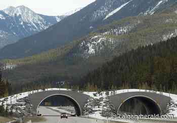Alberta breaks ground on $17-million wildlife overpass near Canmore - Calgary Herald