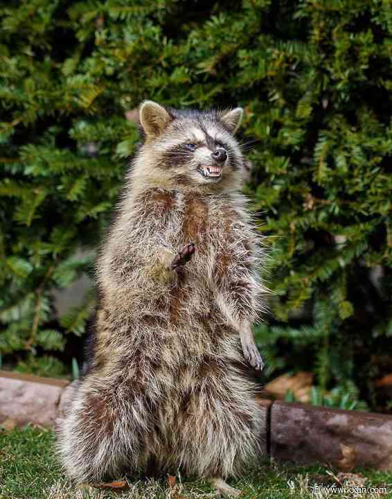 Biting raccoon warning issued on Forty Acres