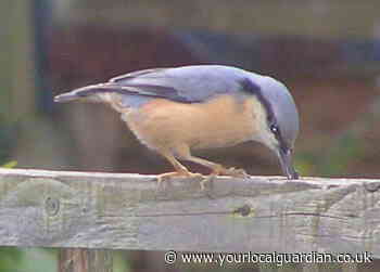 Nature Notes: Top of the pecking order