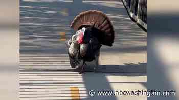 Angry Bird: Wild Turkey Attacks People on DC Trail - NBC4 Washington
