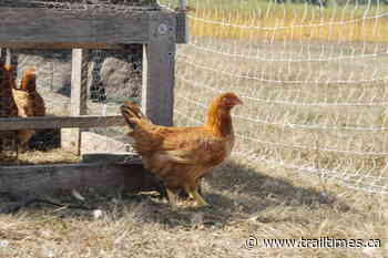 BC avian flu outbreak likely spread through commercial bird farming – Trail Daily Times - Trail Times