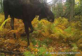Cameras capture 60 wildlife species in Eastern Trail gap - Press Herald