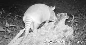 Armadillo captured on trail camera – Chicago Tribune - Chicago Tribune