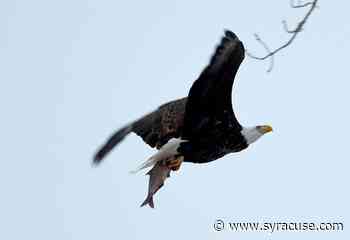 As bald eagle fans worry, Onondaga Lake trail extension work begins - syracuse.com