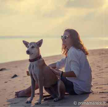 Zampette felici in vacanza con noi - Prima Merate