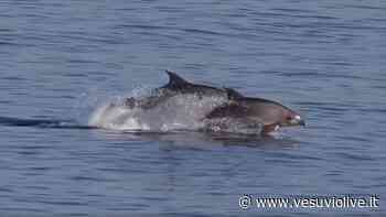A Massa Lubrense i delfini danno spettacolo con una meravigliosa danza - Vesuvio Live
