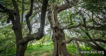 What's the story of Austin's Treaty Oak? - KUT