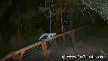 Video captures mysterious animal in Austin backyard - FOX 7 Austin