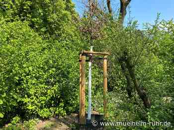 "Baum des Jahres 2022" wächst im Schlosspark Styrum