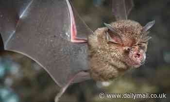 Climate change could spark the next pandemic, study warns