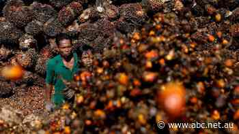 Indonesia introduces sweeping ban on palm oil exports