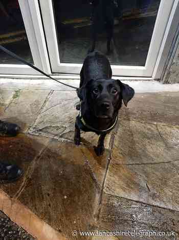 Sniffer dogs deployed in Darwen pubs as cocaine is found