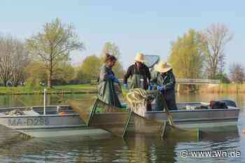 Am Aasee hat das Abfischen begonnen