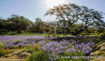 Camas Day returns to Oak Bay park with fanfare, learning opportunities - Saanich News