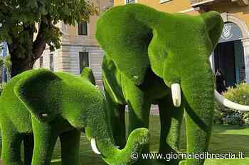 A Salò tornano i Giardini del Garda: sul golfo 4 giorni fioriti - Giornale di Brescia