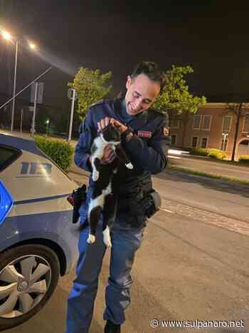 Carpi. Gatto salvato dalla polizia: i proprietari lo cercavano da giorni - SulPanaro