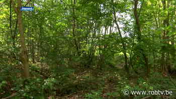 1800 nieuwe bomen voor Bertembos in Herent - ROB-tv