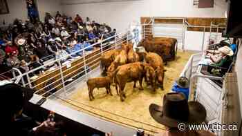 Sold! Livestock auctioneers to compete at national championship in Lloydminster