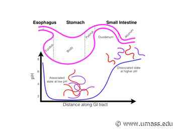 How to Help the Medicine Go Down: How UMass Amherst Scientists are Helping to Engineer the Next Generation of Medications - UMass News and Media Relations