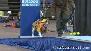 Minnesota bulldog crowned mascot of the 2022 Drake Relays