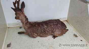 Moncalieri, capriolo resta incastrato in una rete: messo in salvo e curato - TorinOggi.it