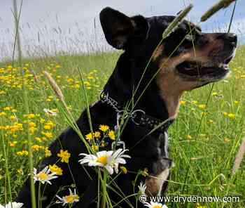 'A wonderful addition,' Dryden dog park in the works - DrydenNow.com