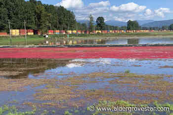 LETTER: Langley letter writer concerned about the state of the world – Aldergrove Star - Aldergrove Star