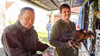 Federvieh ist wieder in Mode zwischen Elbe und Elster - Mitteldeutsche Zeitung