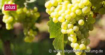 Wie nachhaltig sind Rheinhessens Weine? - Allgemeine Zeitung