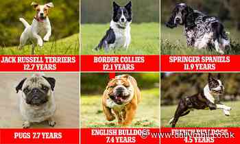 UK dog breeds that live the LONGEST revealed - with Jack Russell Terriers topping the list