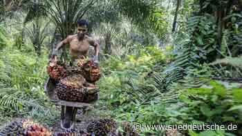 Palmöl: Wieso es wenig hilft, im Supermarkt auf Palmöl zu achten - Süddeutsche Zeitung - SZ.de
