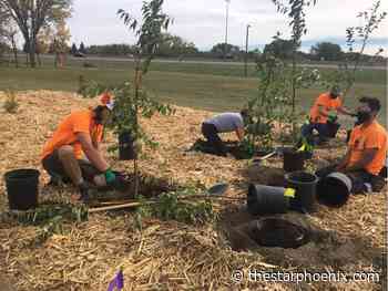 Gardening: Plant a tree to mark Arbor Week in Saskatoon