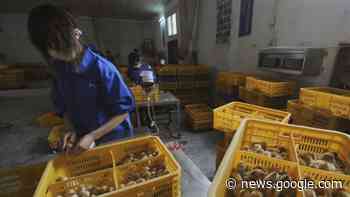 China reports first human infection of H3N8 bird flu strain - Fox News